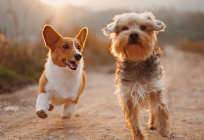 A Dog Parent’s Guide to Handling an Aggressive Pet